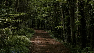 Forest Path, Forests wallpaper