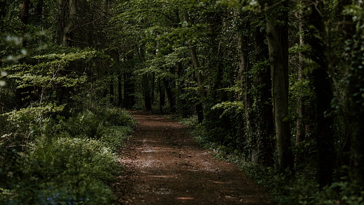 Forest Path, Forests wallpaper