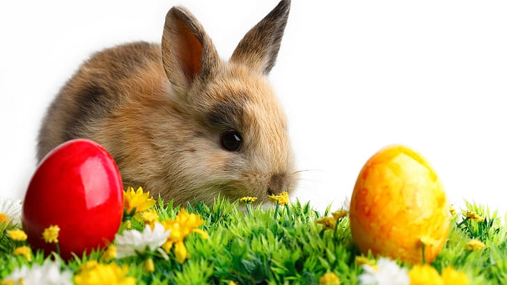 Easter, Bunnies wallpaper