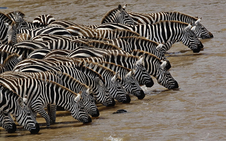 zebra , High definition wallpaper
