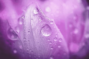 flower, macro wallpaper