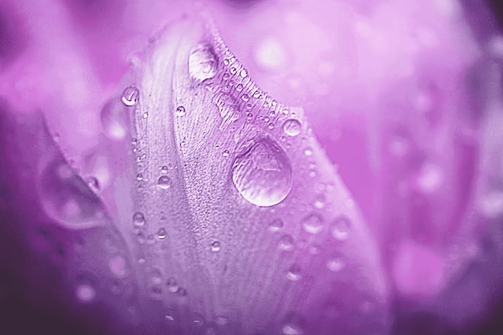 flower, macro wallpaper