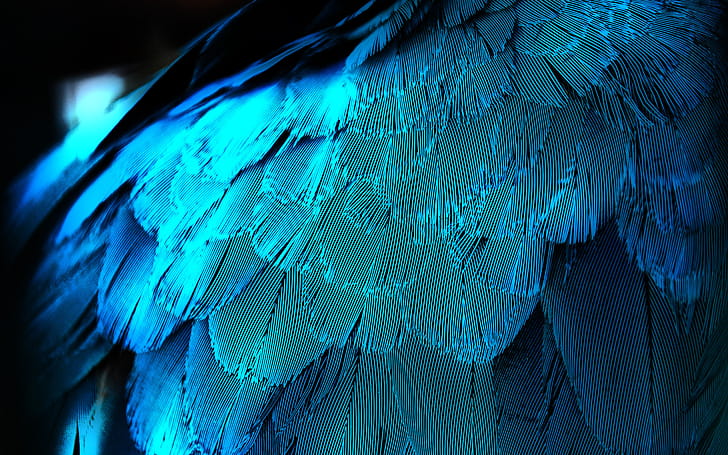 graphy feather, , Artistic background wallpaper
