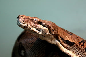 Snake , Python snake, Reptile graphy, CC BY license wallpaper