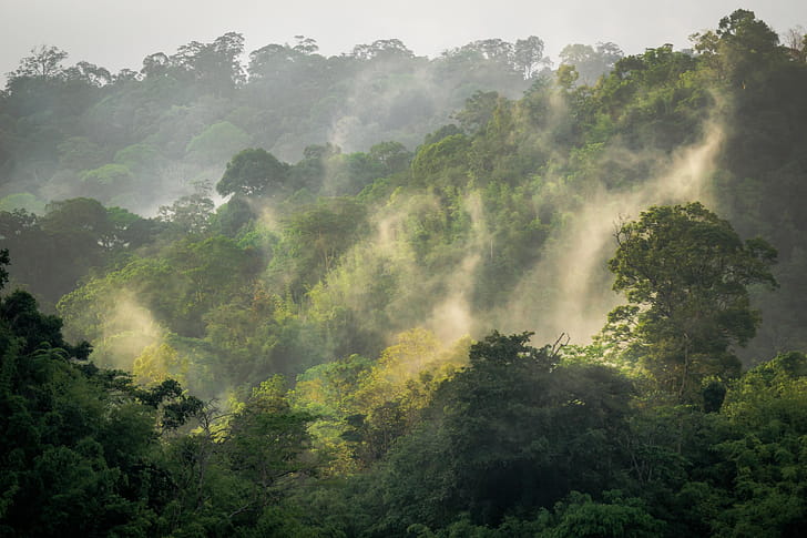 Belum-Temengor Reserve, Amazon Rain Forest wallpaper