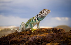 10 collared lizard wallpaper