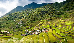 Rice fields, Philippines wallpaper