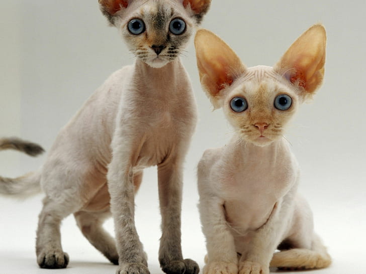 Siblings, Devon Rex wallpaper