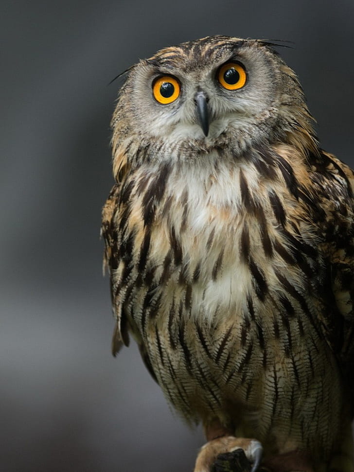 Eagle-owl, Owls phone wallpaper