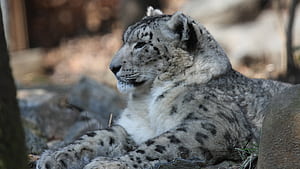 Snow Leopard, wallpaper