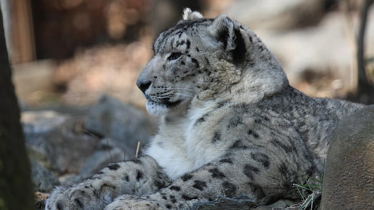 Snow Leopard, wallpaper