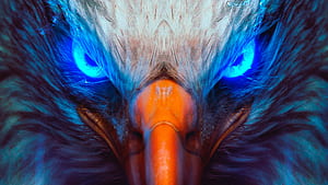 Eagle Eye, eagle, artwork, animals wallpaper