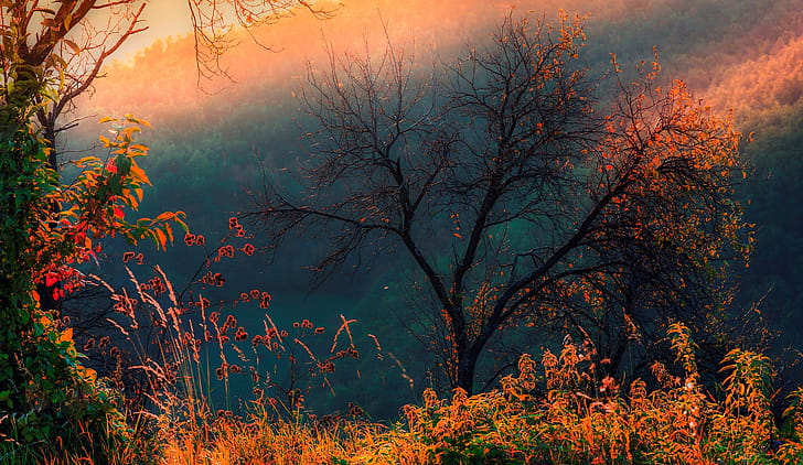 Trees,  , Tree wallpaper