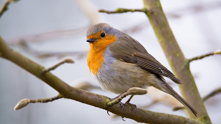 Small robin bird, Tree branch backdrop,  , wallpaper