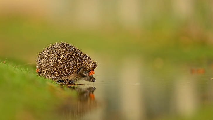 Reflection, Hedgehogs wallpaper