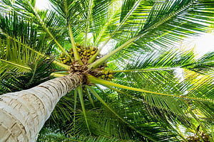 Tree, Coconuts wallpaper