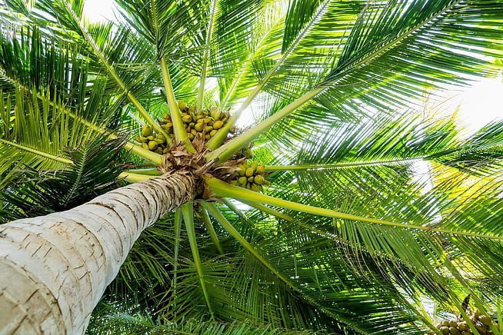 Tree, Coconuts wallpaper