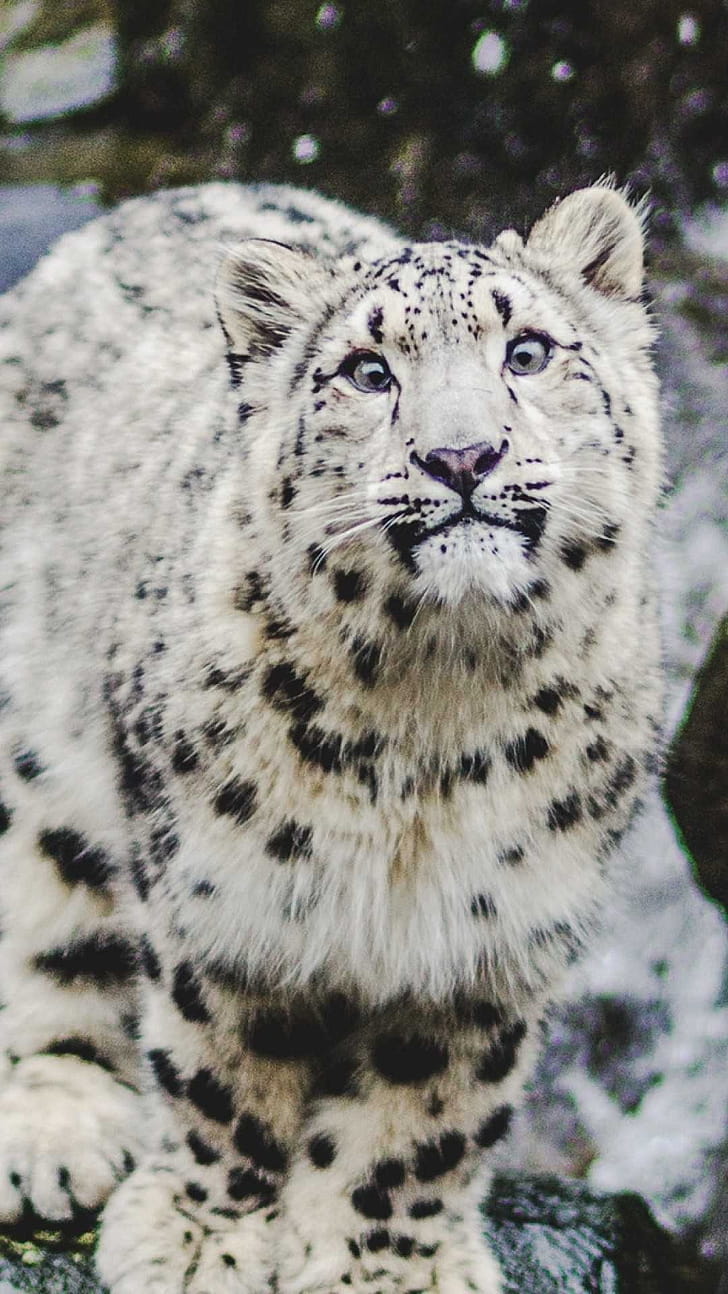 Snow Leopard, phone wallpaper