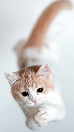 Cute cat,  iPhone phone wallpaper