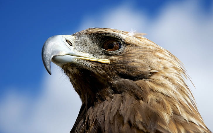 Golden eagle, Eagles wallpaper