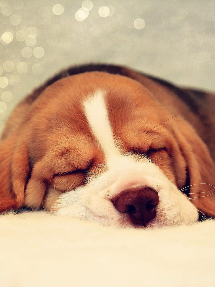 Sleeping, Beagles phone wallpaper