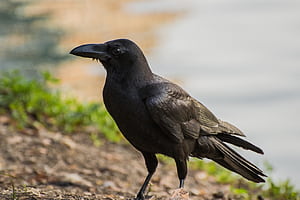 Corvus macrorhynchos, Crows wallpaper