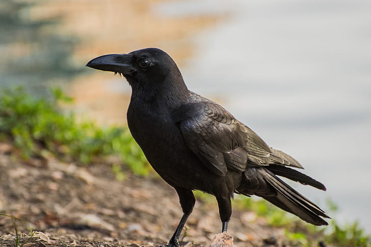 Corvus macrorhynchos, Crows wallpaper