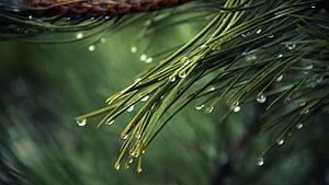 Branch, Pine Trees wallpaper