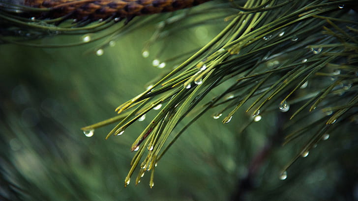 Branch, Pine Trees wallpaper