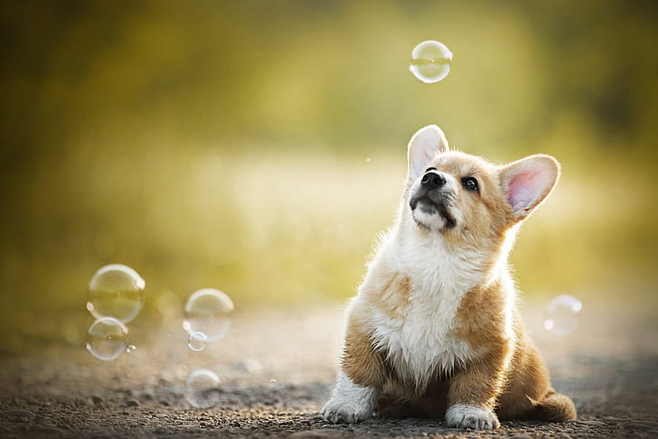 Bubbles, Corgis wallpaper