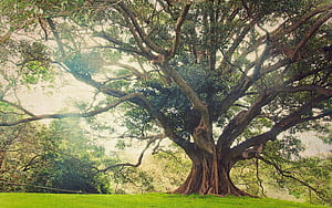 Ancient tree , Ancient tree backgrounds wallpaper
