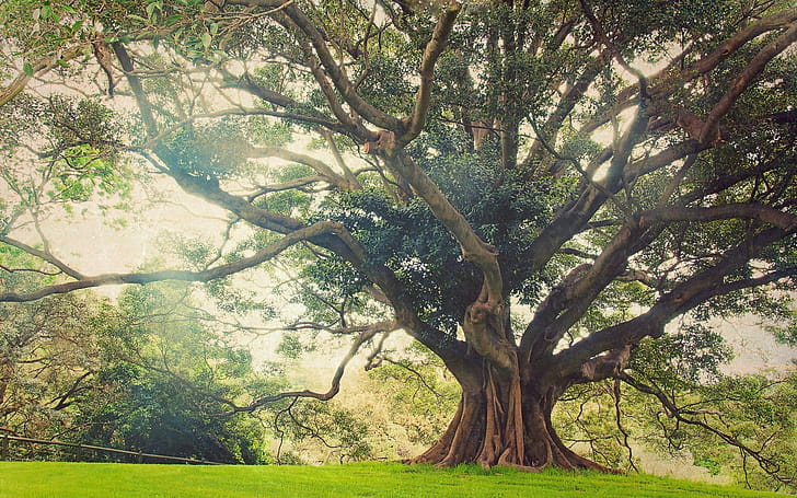 Ancient tree , Ancient tree backgrounds wallpaper