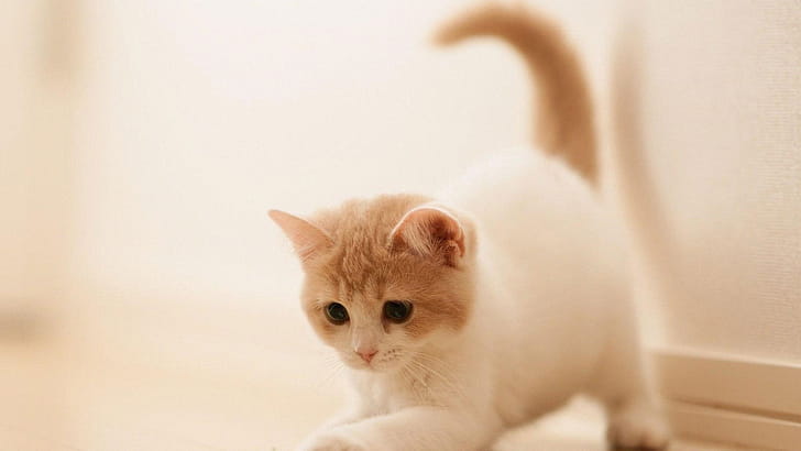 Kitten, Pets wallpaper