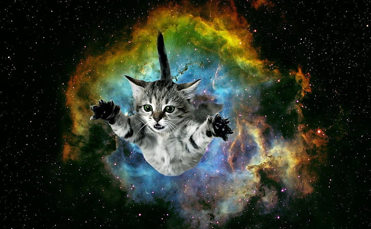 Space, Galaxy Cat wallpaper