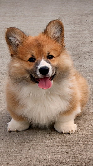 Fluffy, Corgis phone wallpaper