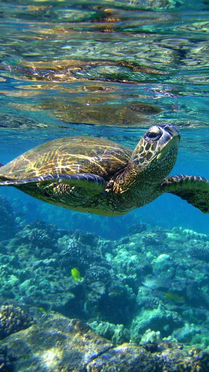 Turtle, , Sea creatures,  backgrounds phone wallpaper