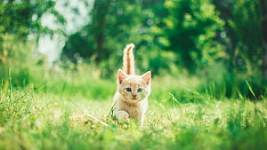 Cats , wallpaper