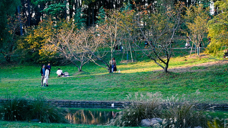 graphy, park wallpaper