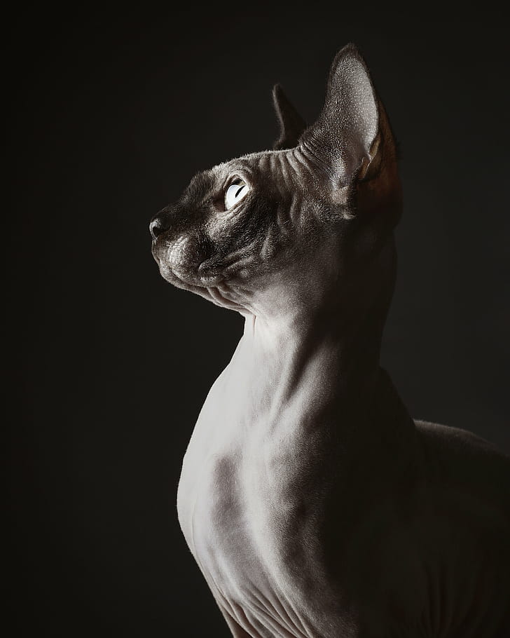 Profile, Sphynx phone wallpaper