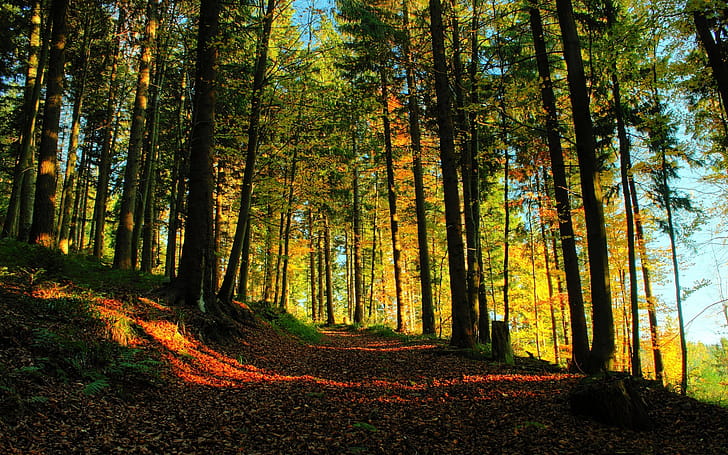 Forest Path, path, forest, nature wallpaper