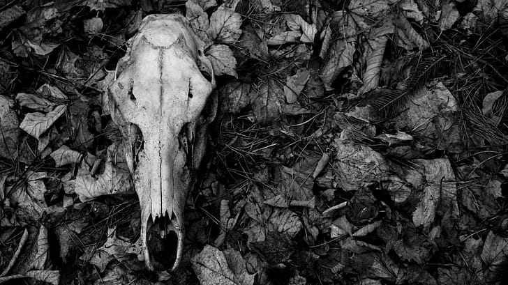 Dark, Skull wallpaper