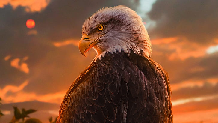 Wild Bald Eagle , eagle, birds wallpaper