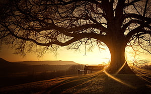 Tree Branches , tree, sunset wallpaper