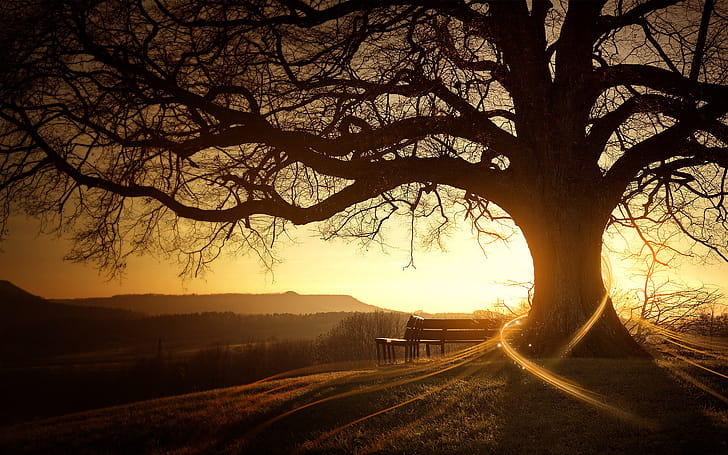 Tree Branches , tree, sunset wallpaper