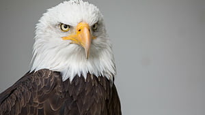 Bald eagle, Eagles wallpaper