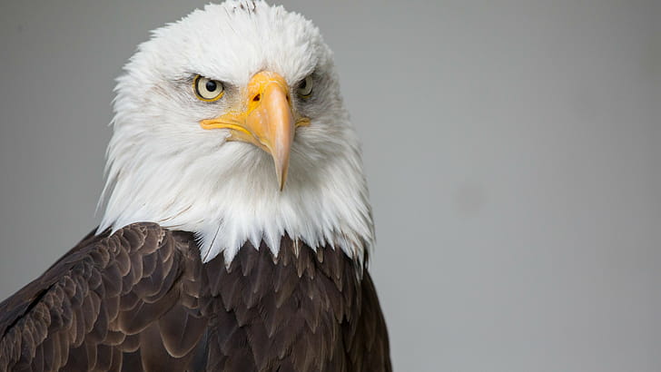 Bald eagle, Eagles wallpaper
