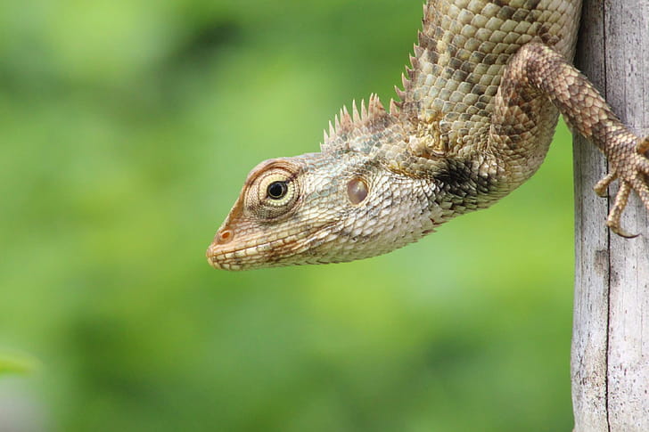 Garden lizard wallpaper
