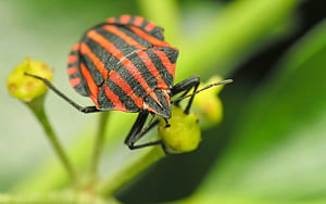 Graphosoma, Insects wallpaper