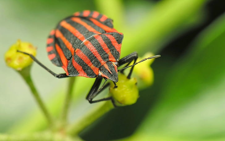 Graphosoma, Insects wallpaper