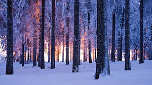 Winter Forest, Forests wallpaper